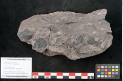 Foto (Objekt + Etikett) von Araucaria haastii Ettingshausen (NHMW-GEO-2024-0188-10110)
